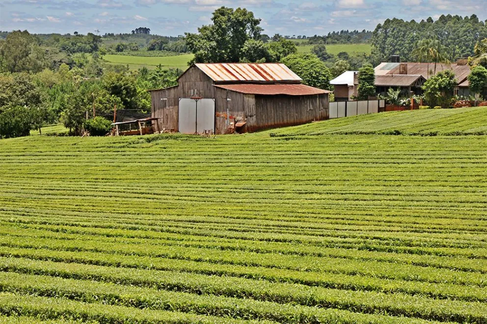Buscan nuevos mercados globales para  el té misionero