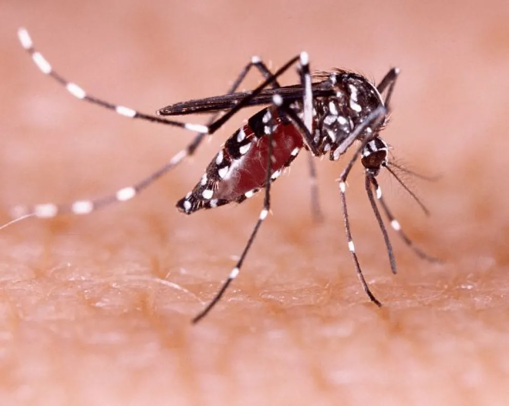 Santo Tomé tiene 12 casos activos de dengue