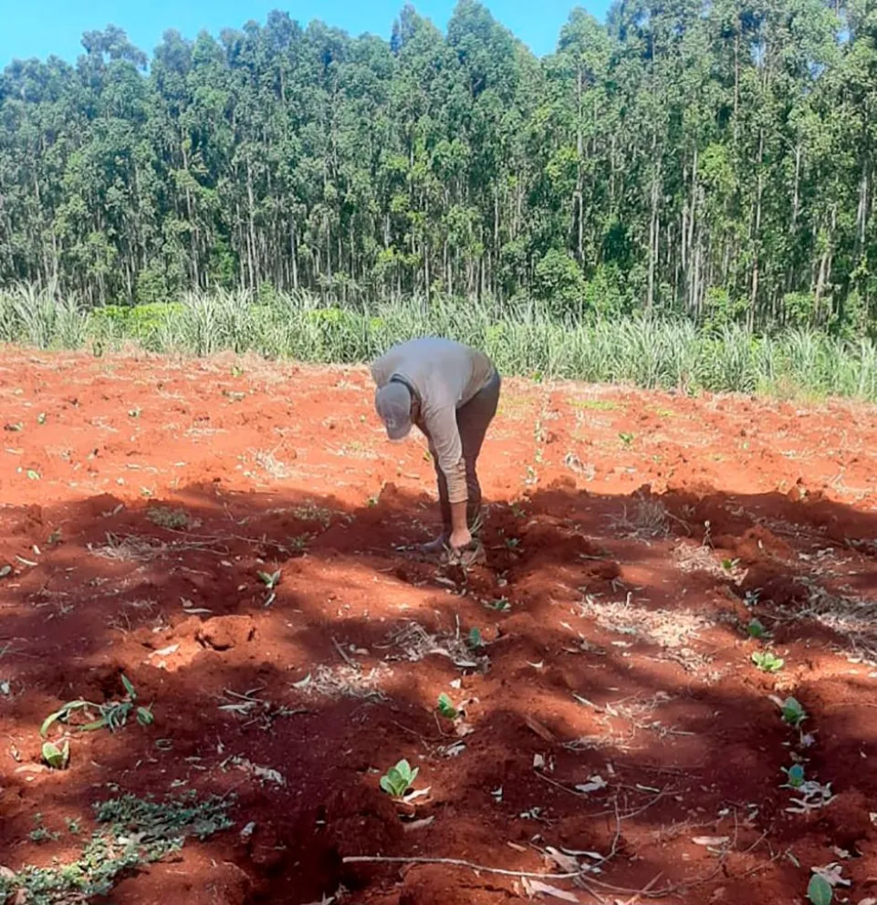 Cultivan tabaco de invierno para vender a Brasil e impulsar el sector agrario