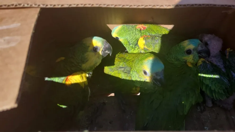Rescataron loros habladores en Misiones: por qué es una especie amenazada y es tan importante su preservación