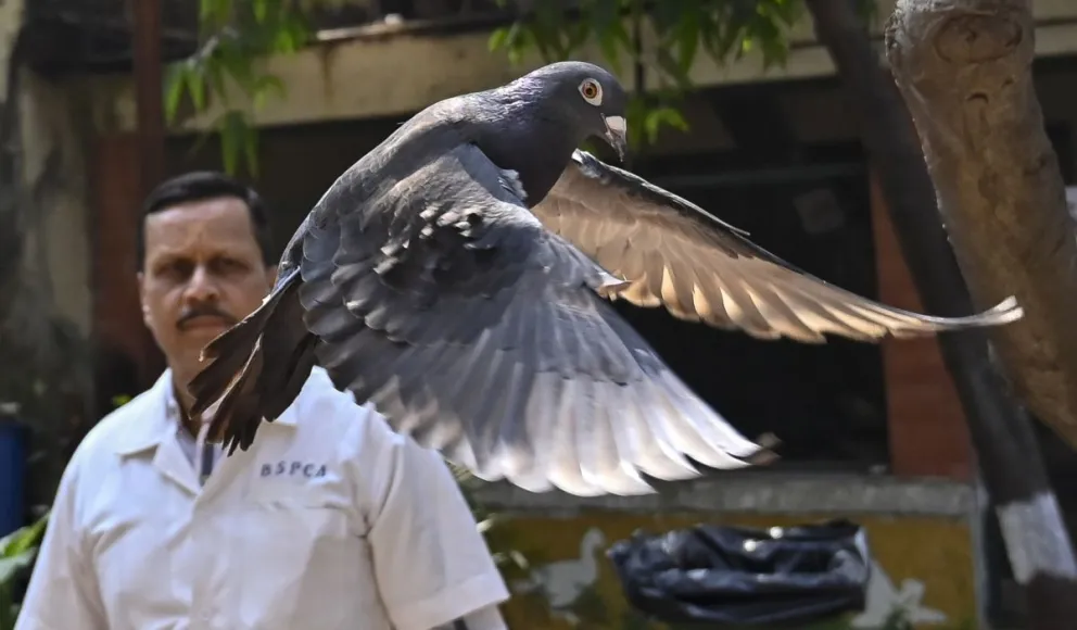India liberó a una paloma que estuvo ocho meses detenida bajo sospecha de espiar para China