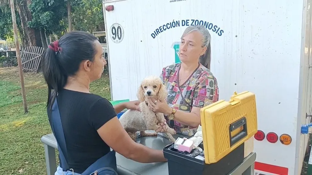 Zoonosis municipal de Iguazú castró a 648 perros durante todo el 2023