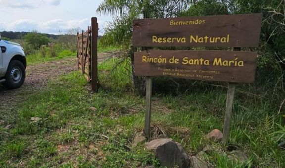 Ituzaingó: avistan un ocelote en la Reserva Natural Rincón Santa María