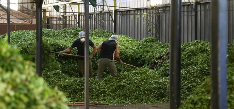 Por exceso de producción, la cosecha de té se interrumpirá dos meses antes de lo habitual