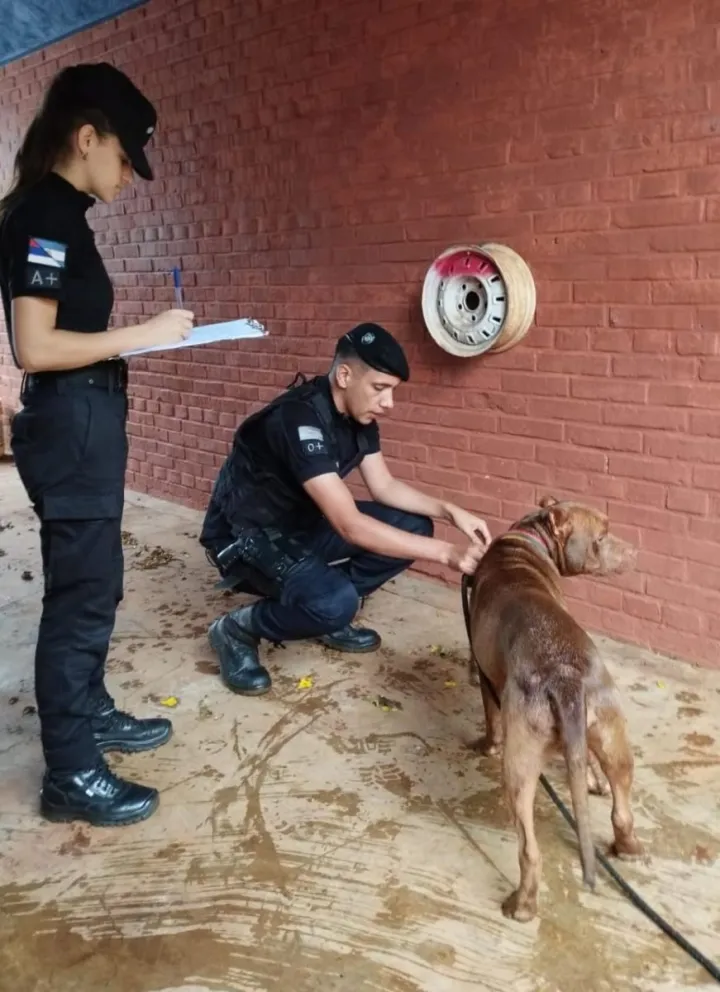Arrastraba a su perro por la calle, fue grabado y quedó detenido