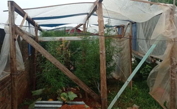 Detectan un vivero con plantas de marihuana en una vivienda de San Vicente