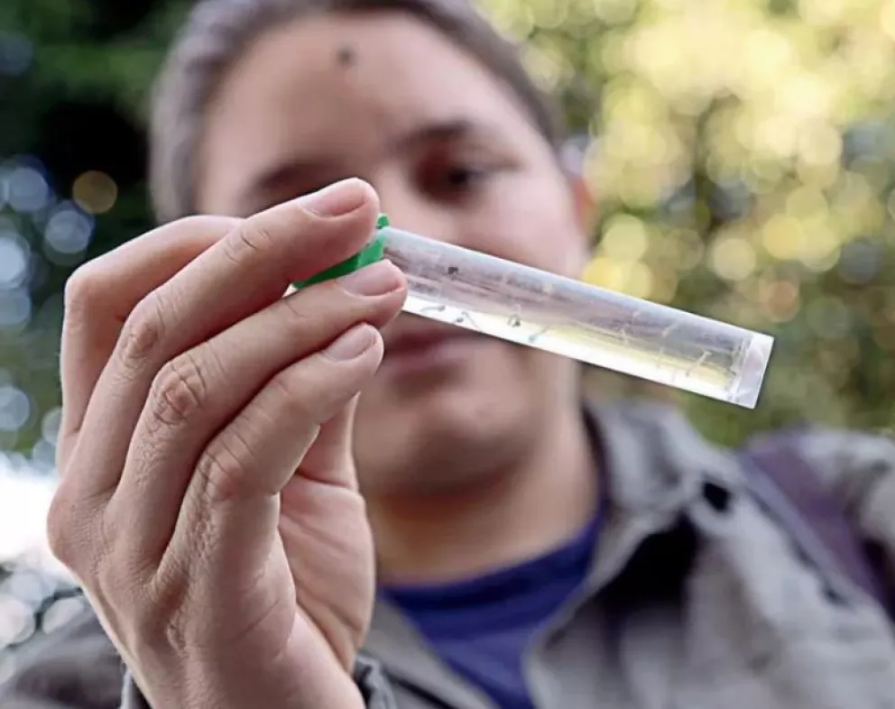 Dengue: Detectan criaderos en 4 de cada 10 viviendas con personas infectadas 