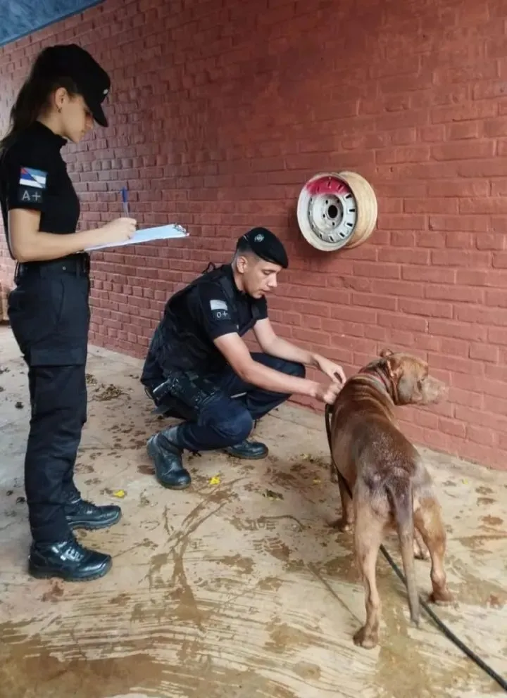 Tras un feroz caso de maltrato animal se plantea la apertura de un refugio en 2 de Mayo