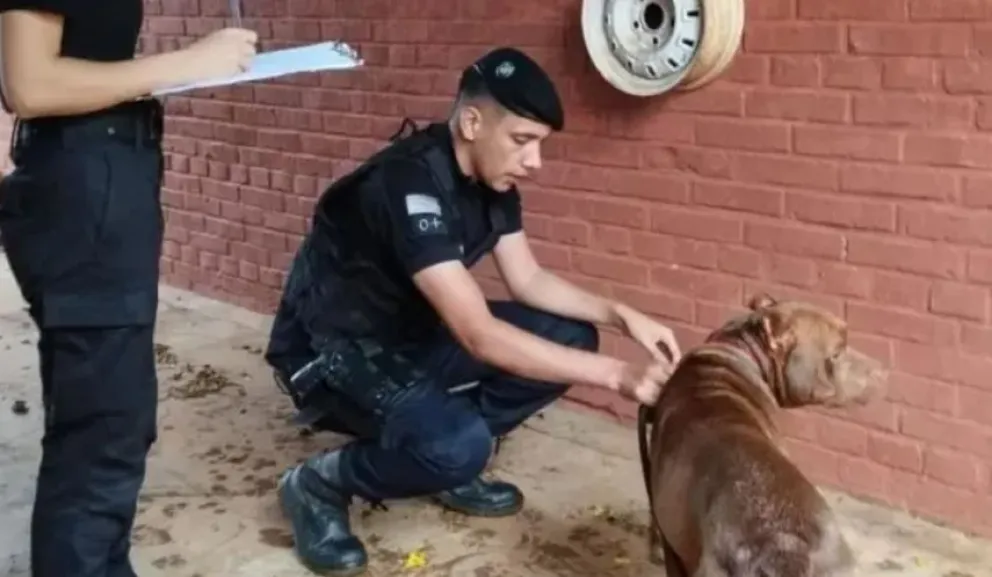 Tras un feroz caso de maltrato animal se plantea la apertura de un refugio en 2 de Mayo