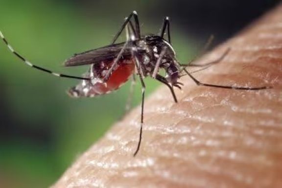 Santo Tomé: hay 38 casos activos de dengue