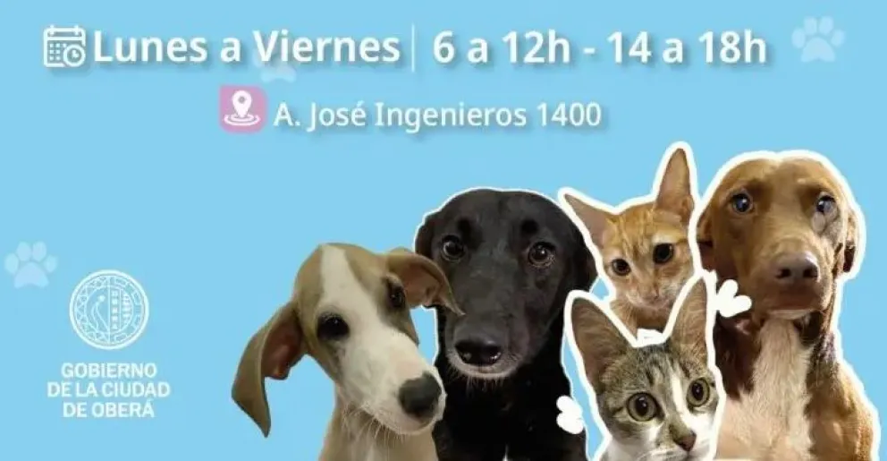 Oberá: perros y gatos en busca de adopción responsable