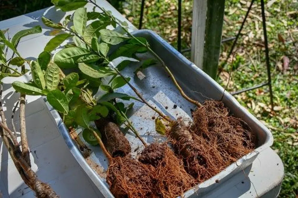 Realizarán capacitación para la cuenca yerbatera en El Soberbio