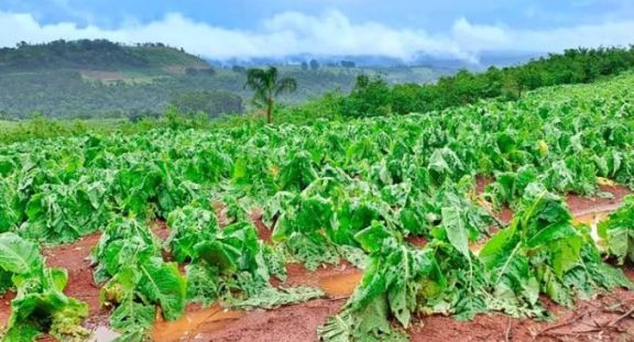 Declaran emergencia agropecuaria en Misiones hasta el 29 de abril