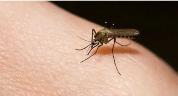 ¿Por qué los mosquitos prefieren picar a un grupo de personas? Qué dicen los científicos