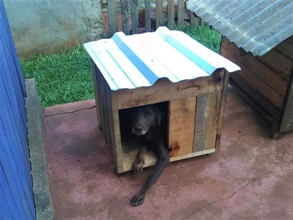 Patitas Felices vende casas para mascotas para financiar castraciones en los barrios