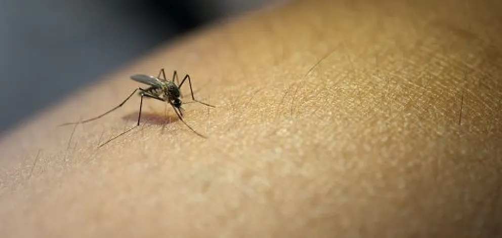 Con la muerte de una nena de 6 años en Eldorado ya son 15 las víctimas por dengue en la provincia