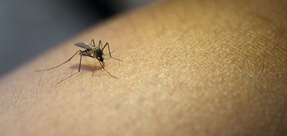 Brote de dengue en Misiones: en dos meses hubo el doble de casos que en todo el año pasado