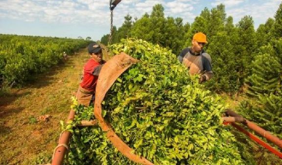 Productores yerbateros insisten en los $505 como base por kilo de hoja verde