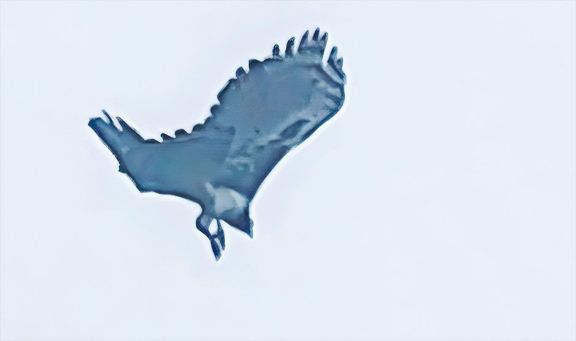 Histórico hallazgo de un águila harpía en Misiones