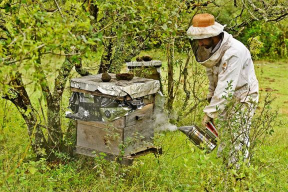 Trabajar junto  a las abejas para potenciar la  miel misionera