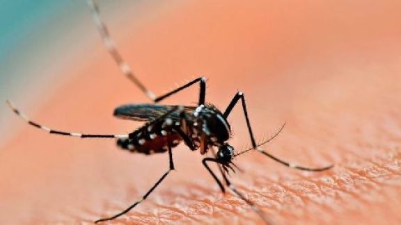 Brasil registró más de un millón de contagios de dengue en lo que va de 2024