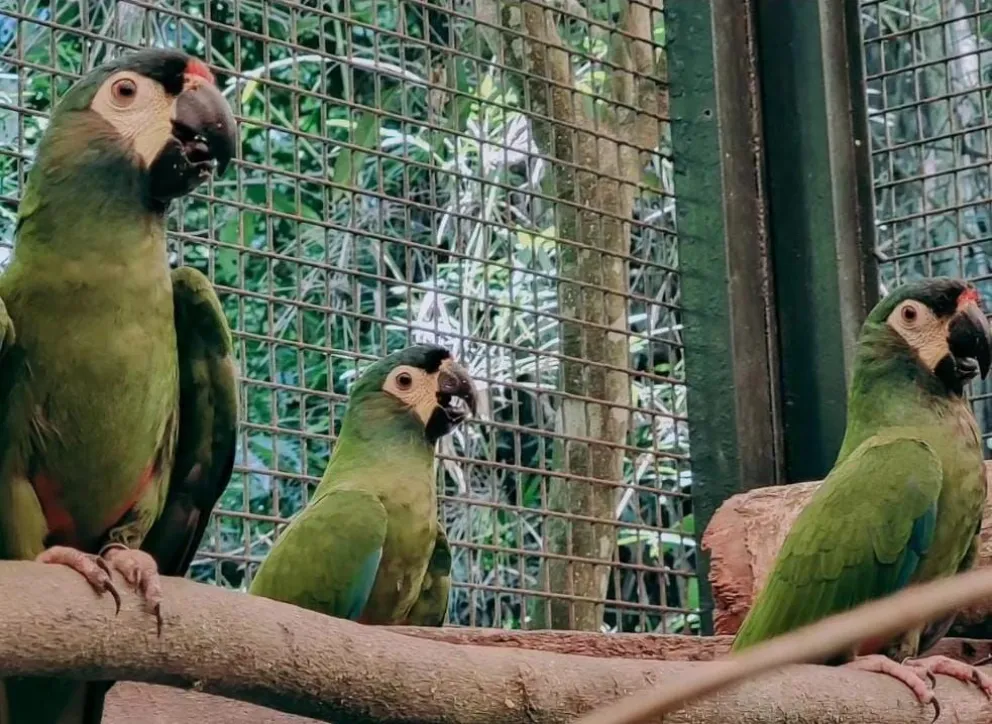 Ex empleado ingresó al Güira Oga y provocó el escape de 2 aves en peligro de extinción