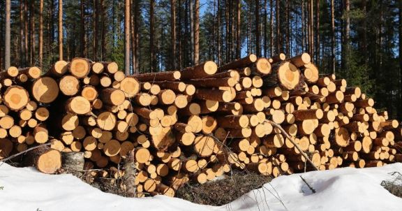 Las importaciones relacionadas a la industria forestal aumentaron un 36,5% en enero