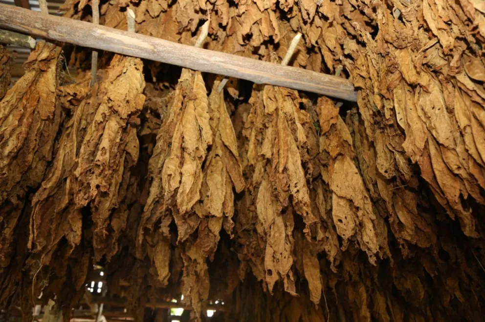 Rige desde hoy el nuevo precio de tabaco con un valor de $2800 por kilo