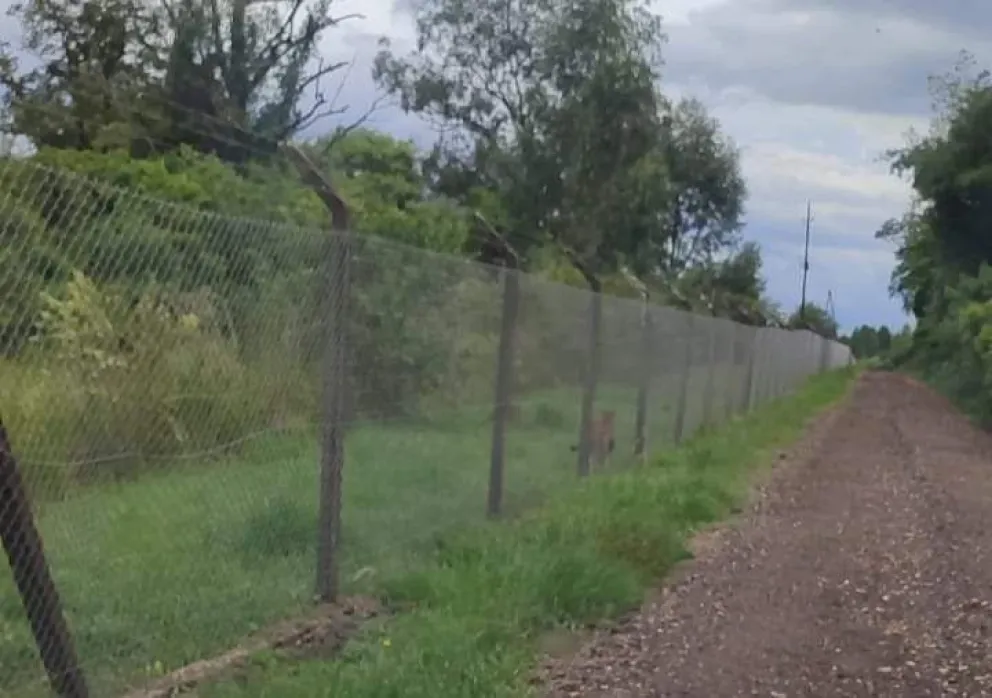 Denuncian el avistaje de un puma en el predio del aeropuerto de Posadas