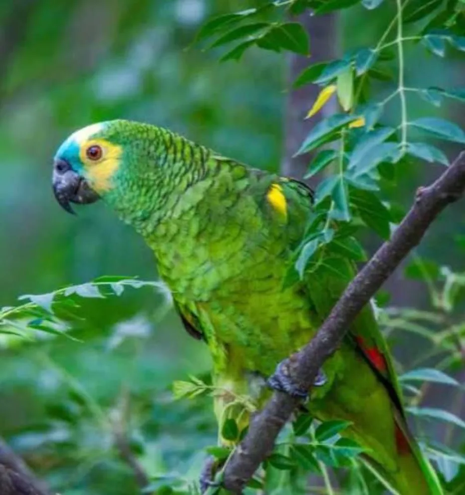 Este miércoles reabre el Jardín de los Pajaros en Oberá
