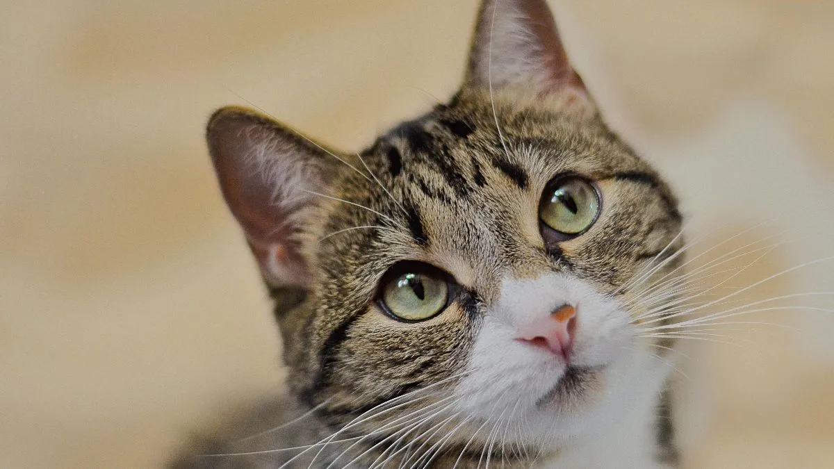 Las señales que nos dan los gatos y que los seres humanos no sabemos interpretar