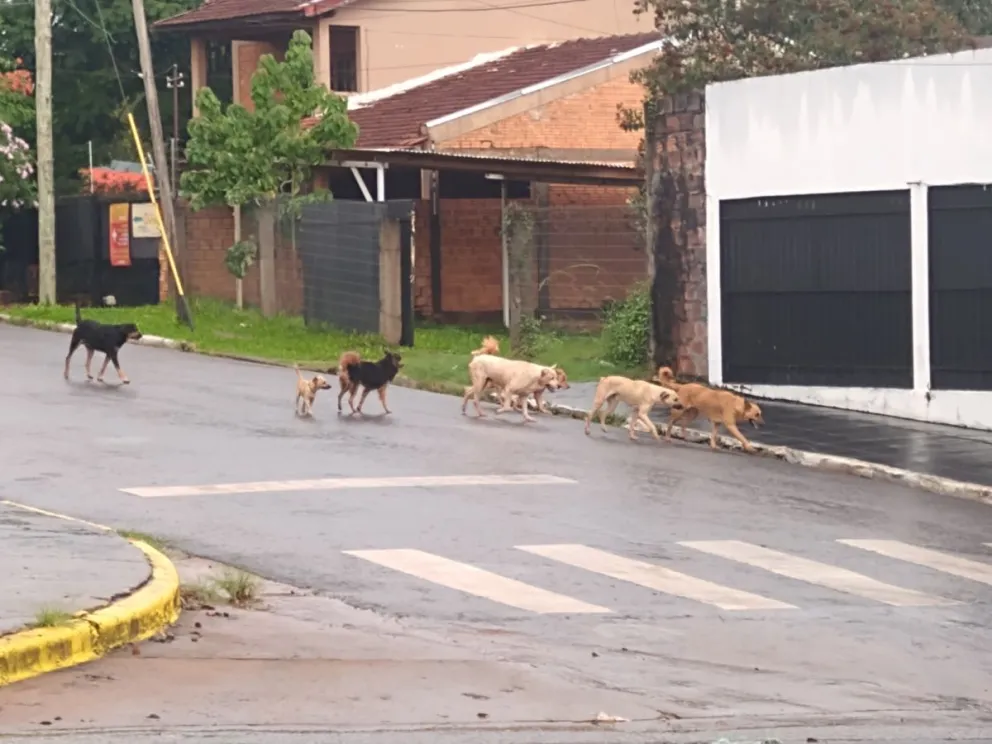 Se necesitan 10 mil castraciones anuales en Iguazú para lograr un control de la población de animales