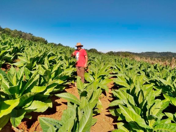 Tabaco de invierno se perfila como actividad importante en la ruralidad de Fracrán 