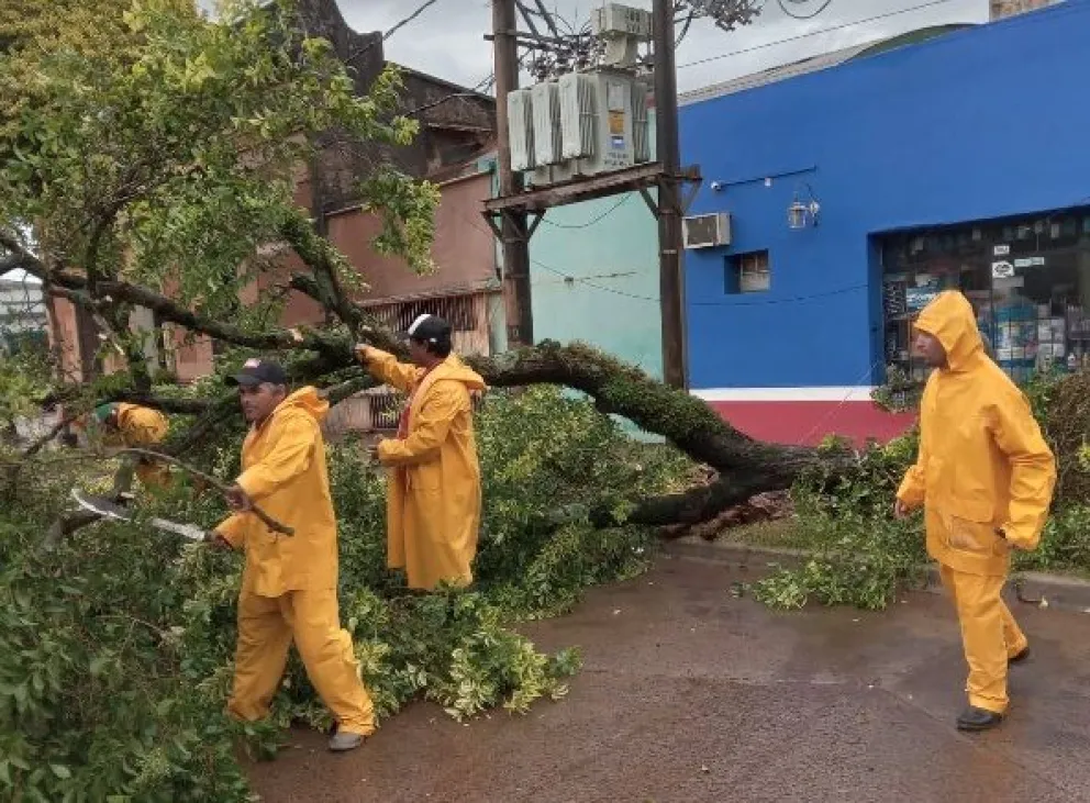 Santo Tomé: hubo numerosos árboles y postes caídos a causa del temporal