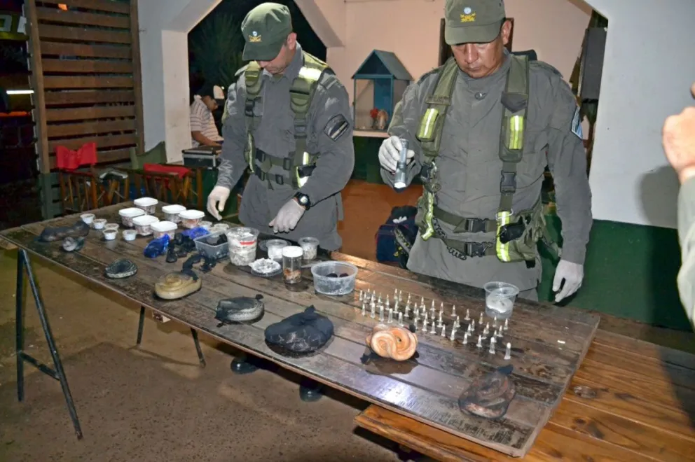 Salió de Misiones con 90 víboras y 230 arañas en su equipaje y lo detuvieron en Corrientes