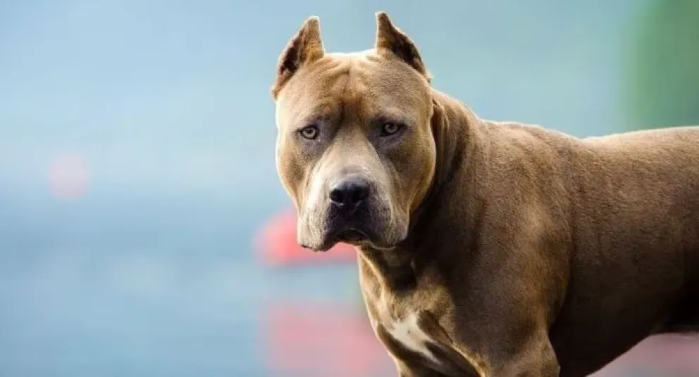 Horror en Florencio Varela: una jubilada fue atacada por cinco perros pitbull mientras caminaba por la calle