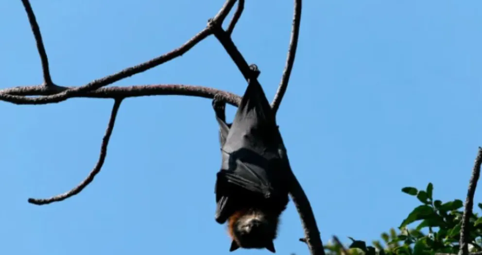 La Plata: investigan un posible caso de rabia en un murciélago que apareció en pleno centro