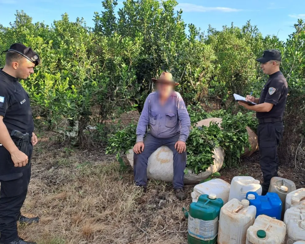 Campo Viera: la policía rural evitó el robo de casi una tonelada de yerba a un colono