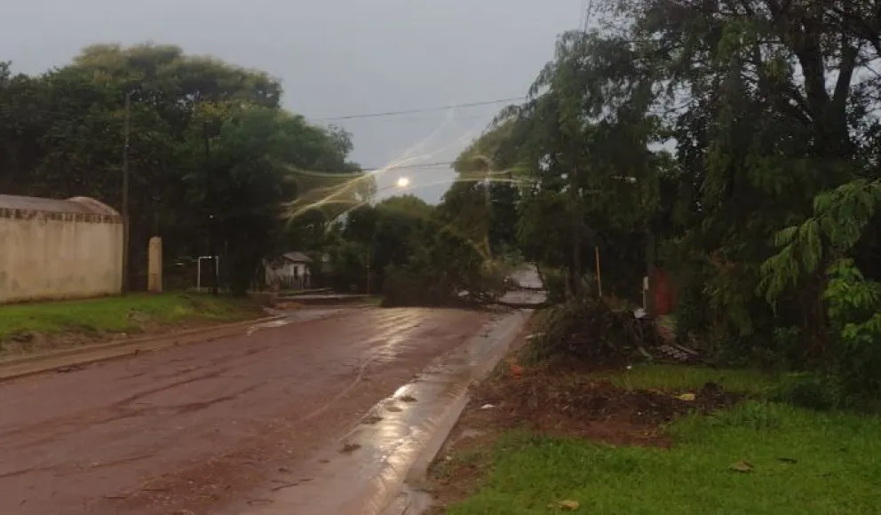 Temporal en Santo Tomé dejó múltiples árboles y postes caídos