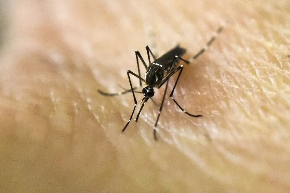 Dengue: tras observar afecciones en el sistema nervioso, avanzan en una encuesta
