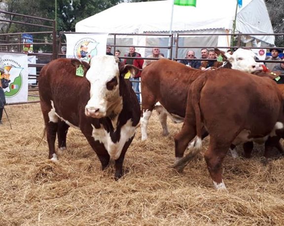 La provincia de Misiones registra un stock de 375.209 bovinos