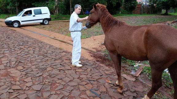 Realizan un censo equino en Posadas para prevenir la encefalomielitis