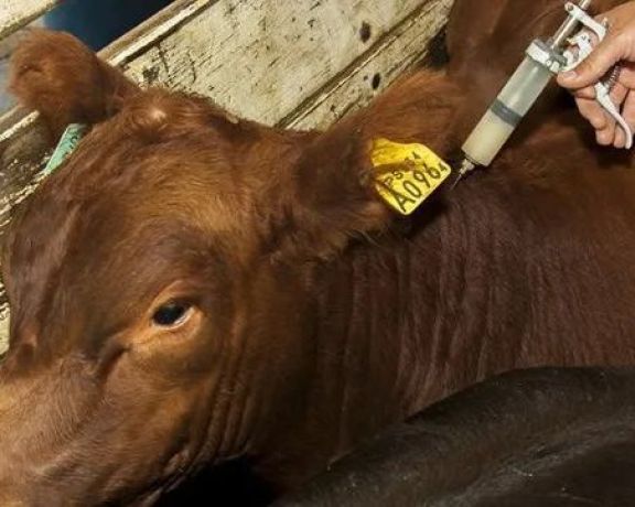Modifican la dosis de la vacuna aftosa para el ganado bovino