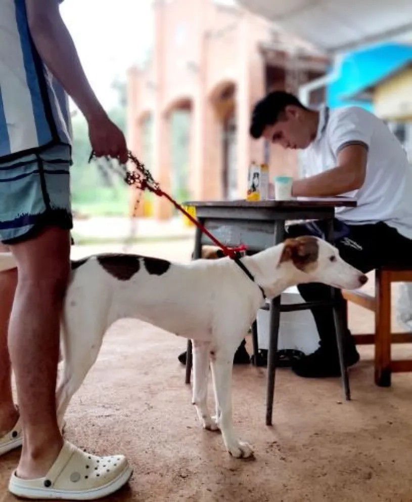 Gobernador Roca lanza campaña de castración gratuita en el mes de la prevención contra el maltrato Animal