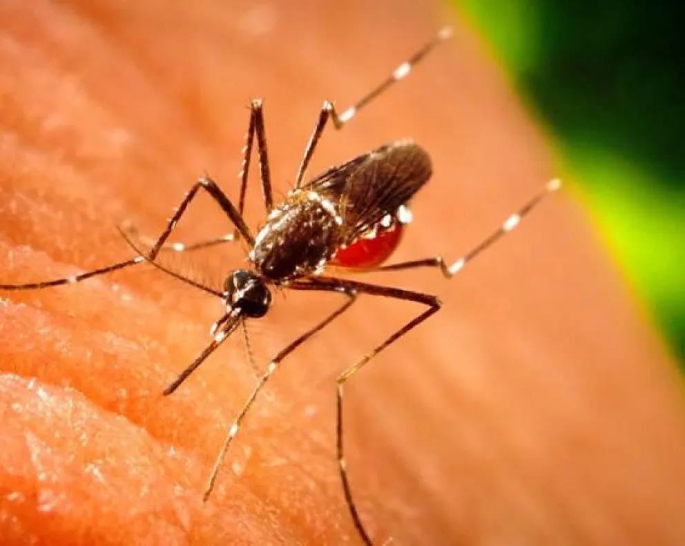El producto es un solución innovadora en el control biológico de poblaciones de mosquitos vectores de enfermedades como el dengue