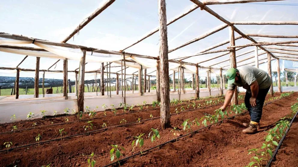 Plantitas de morrones crecen bajo cubierta, con riego asistido para cosecharse en junio.  Foto: Marcelo Rodríguez