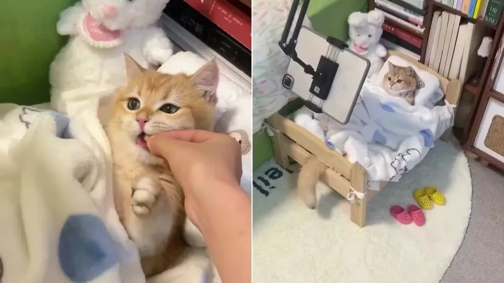 En la imagen, el gatito protagonista del video viral en Instagram