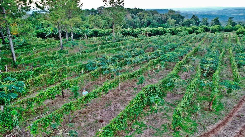 Nizzoli tiene hectáreas de frutas en el corazón del Cerro Monje, en San Javier. Foto: César Lasso