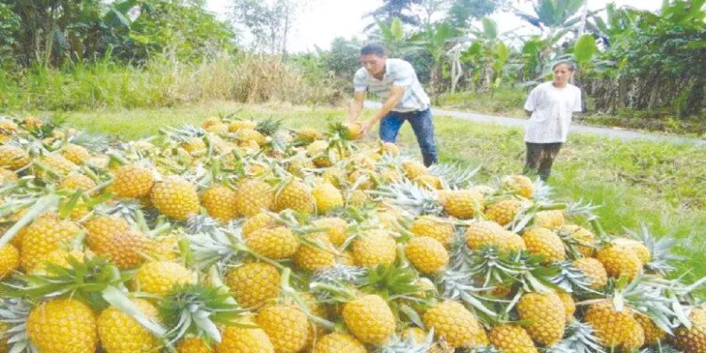 En Misiones, hay 62 hectáreas de ananá distribuidas en 57 explotaciones, de acuerdo al Censo Agropecuario.