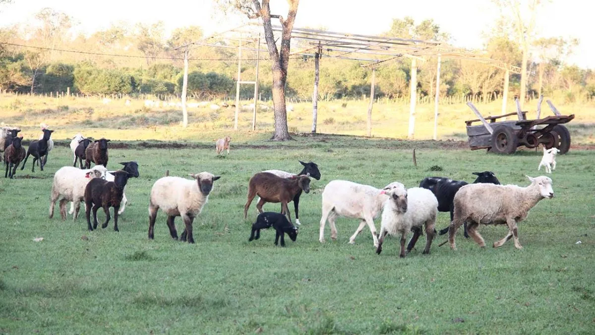 Cerro Corá. Ovejas, cabras y chivitos pastorean juntos
